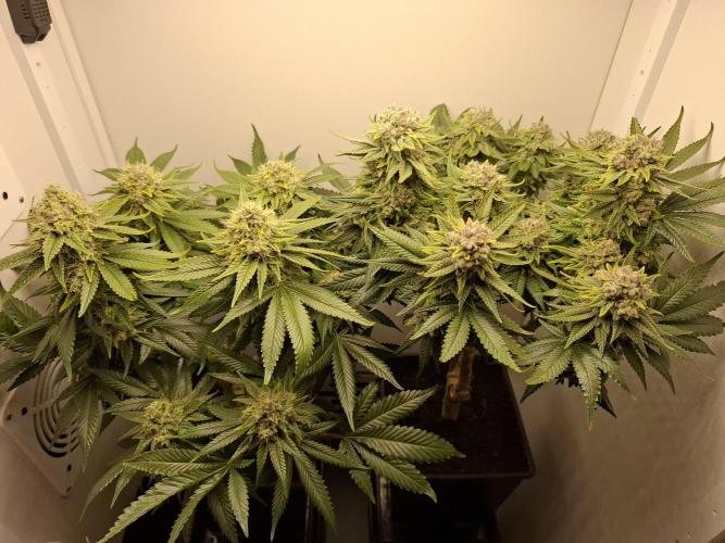 Rainbow Sherbet #11 Feminized - Kannabia. Week 11 - Day 74