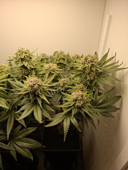 Rainbow Sherbet #11 Feminized - Kannabia. Week 11 - Day 74