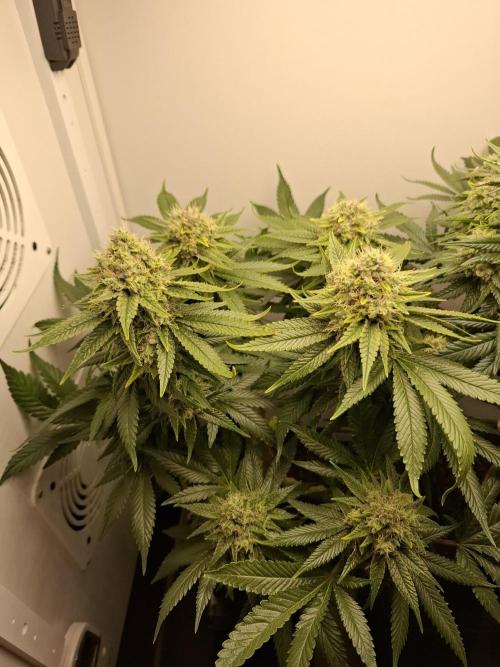 Rainbow Sherbet #11 Feminized - Kannabia. Week 11 - Day 74