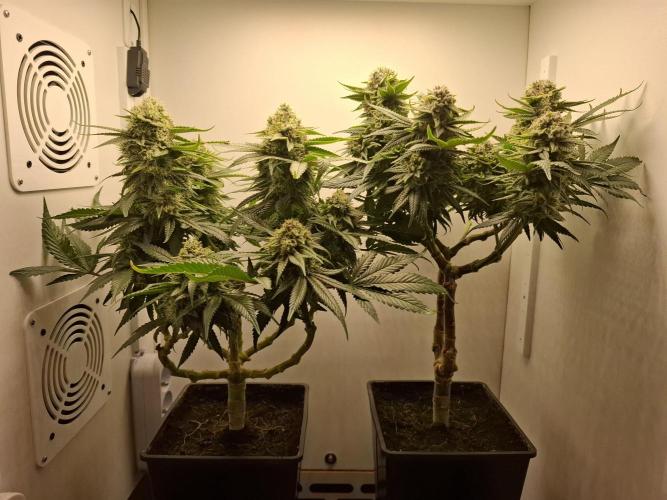 Rainbow Sherbet #11 Feminized - Kannabia. Week 11 - Day 74
