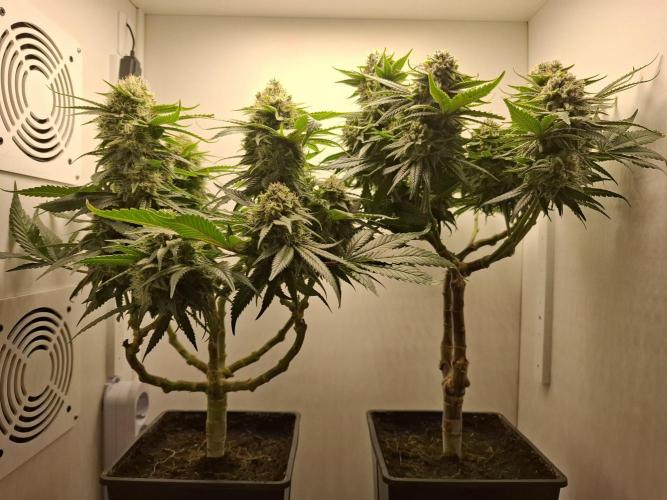 Rainbow Sherbet #11 Feminized - Kannabia. Week 11 - Day 74