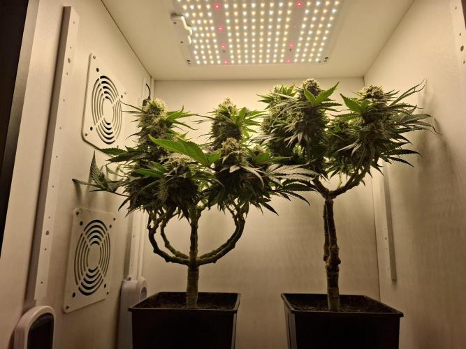 Rainbow Sherbet #11 Feminized - Kannabia. Week 11 - Day 74