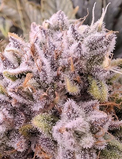 Rainbow Sherbet #11 Feminized - Kannabia. Week 11 - Day 74