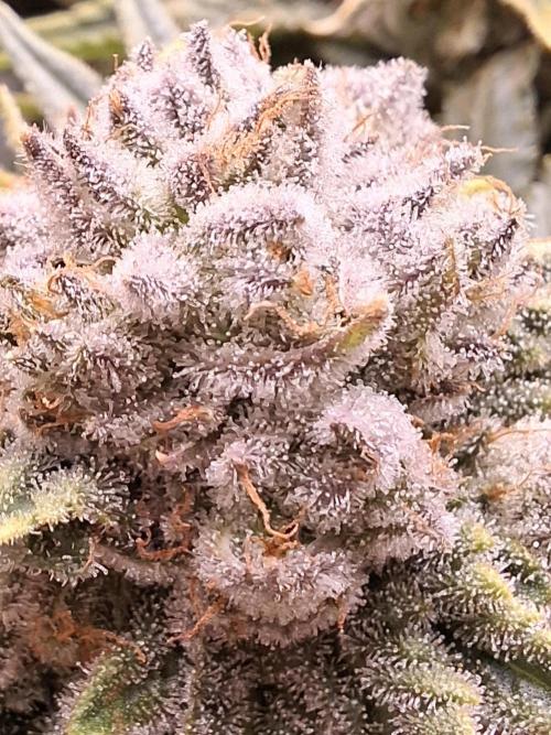 Rainbow Sherbet #11 Feminized - Kannabia. Week 12 - Day 75