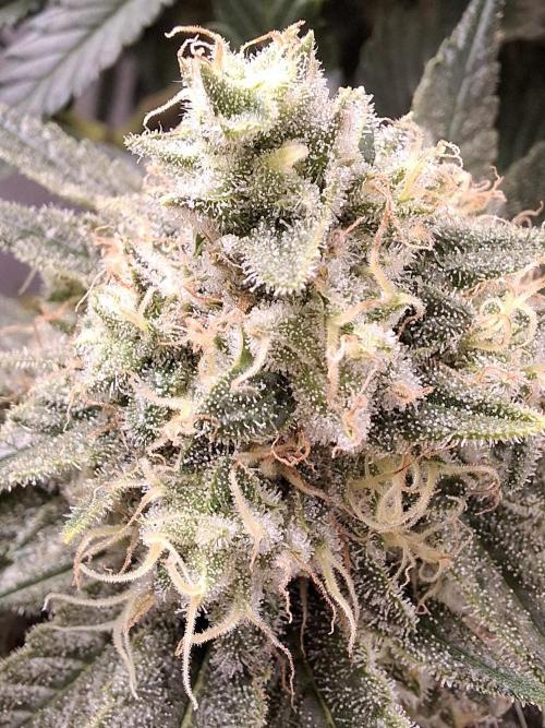 Rainbow Sherbet #11 Feminized - Kannabia. Week 12 - Day 75