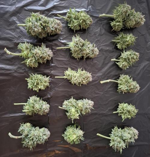 Rainbow Sherbet #11 Feminized - Kannabia. Week 13