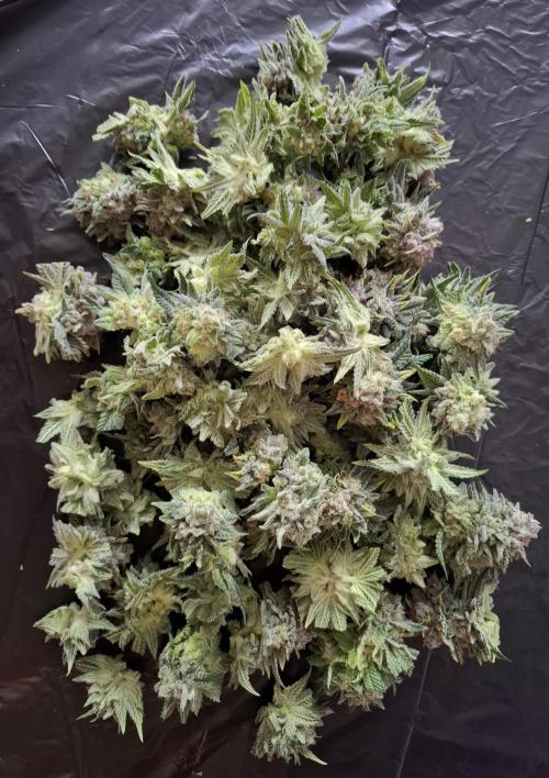 Rainbow Sherbet #11 Feminized - Kannabia. Week 13