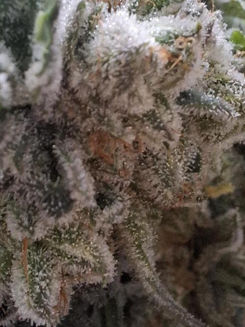 Rainbow Sherbet #11 Feminized - Kannabia. Week 13