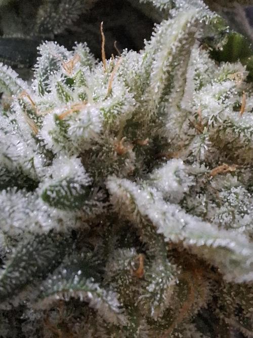 Rainbow Sherbet #11 Feminized - Kannabia. Week 13