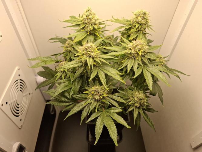 Rainbow Sherbet #11 Feminized - Kannabia. Week 14 - Day 81