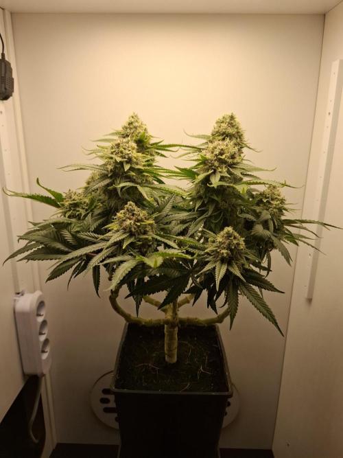 Rainbow Sherbet #11 Feminized - Kannabia. Week 14 - Day 81