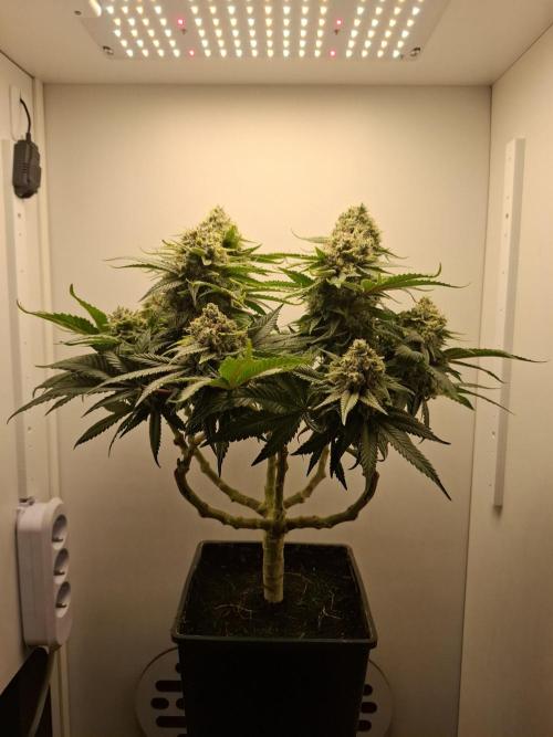 Rainbow Sherbet #11 Feminized - Kannabia. Week 14 - Day 81