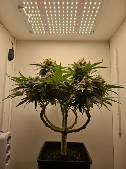 Rainbow Sherbet #11 Feminized - Kannabia. Week 14 - Day 81