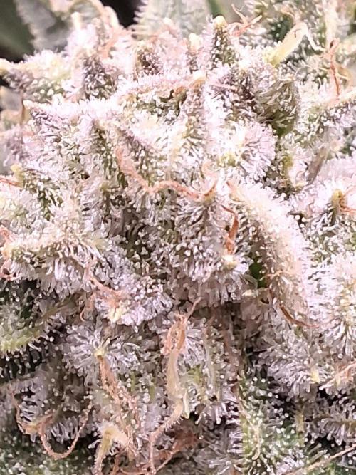 Rainbow Sherbet #11 Feminized - Kannabia. Week 14 - Day 81