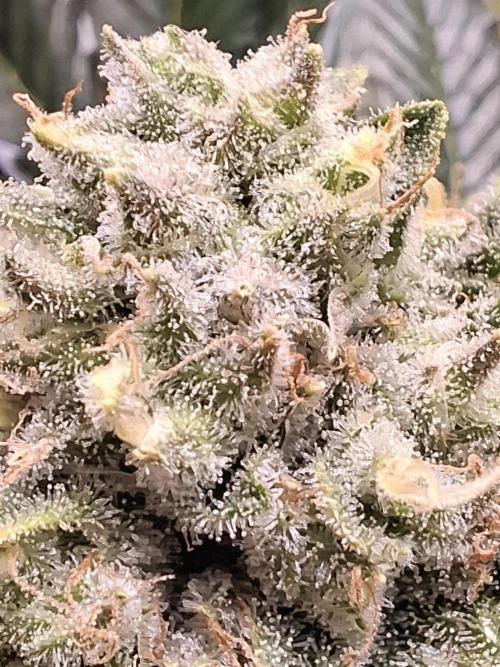 Rainbow Sherbet #11 Feminized - Kannabia. Week 14 - Day 81