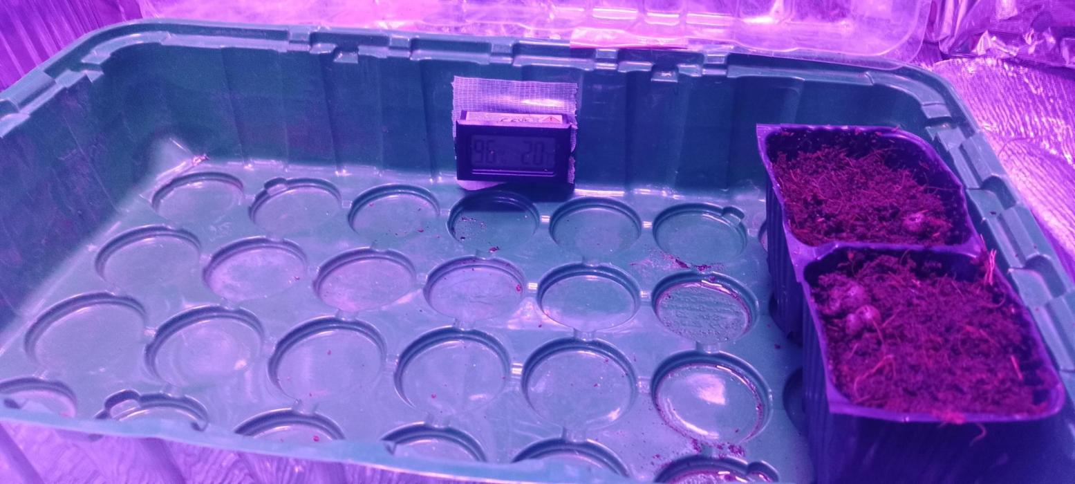 Skunk #1. Week 0 - Eingepflanzt direkt im Coco Substrat. 
9.11 