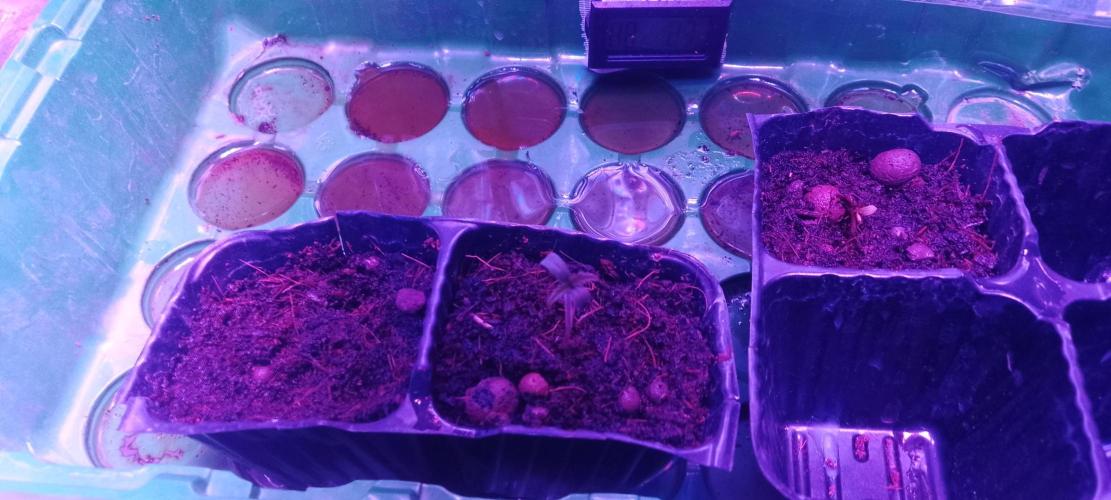 Special Lemon haze. Week 0 - Gekeimt am 16.11