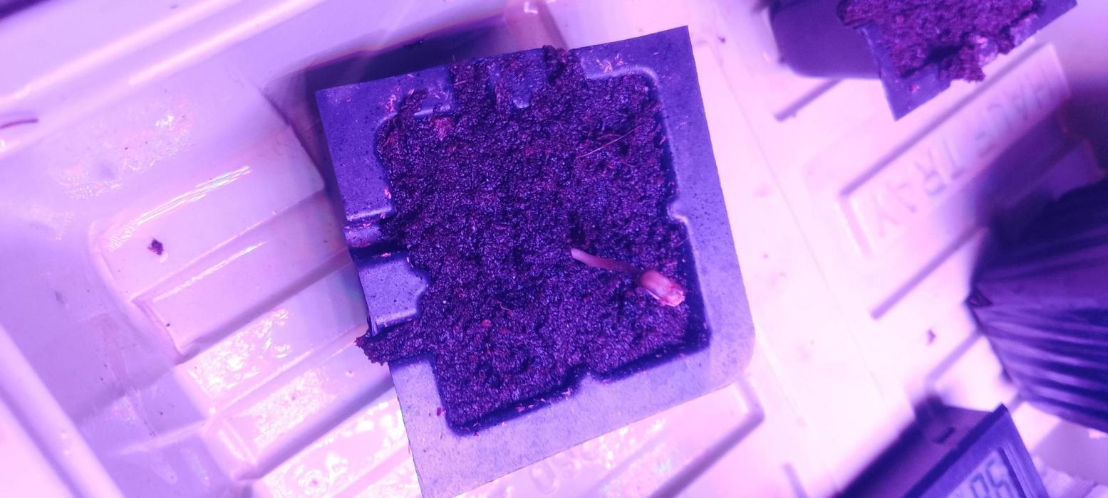 EAZZZy grow. Week 1 - Eazy plugs 