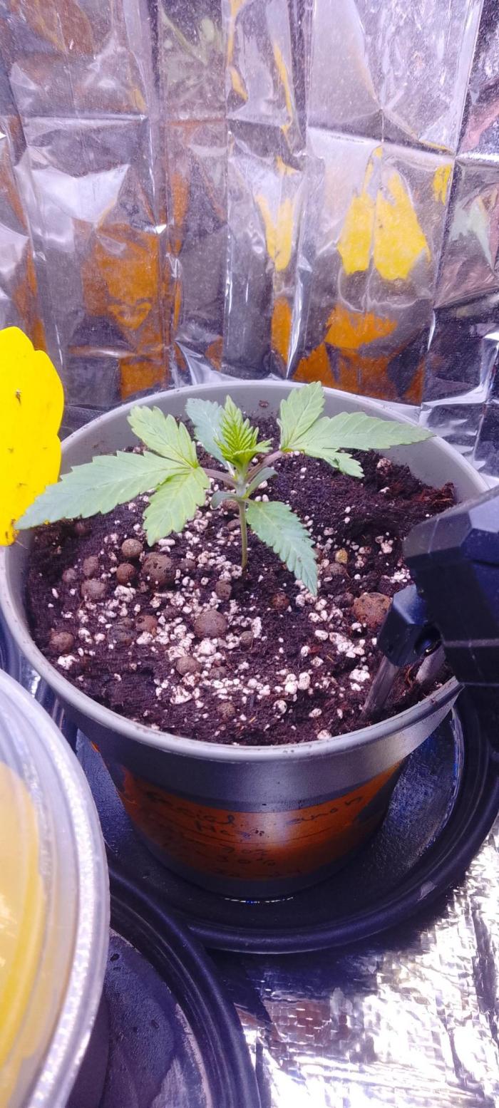 Special Lemon haze. Week 3 - Umgetopft in 7.5 Liter Töpfe 
Floraland light mix 
Neudorf coco mix 
NeudoWurzel