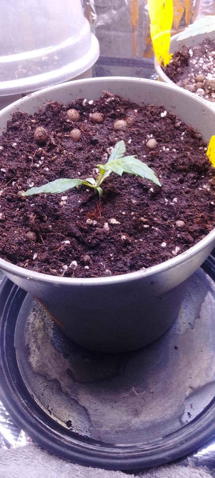 Northern Lights. Week 2 - Umgetopft 7.5 l 
Floraland light mix 
Neudorf coco
Neudorf wurzelaktivator