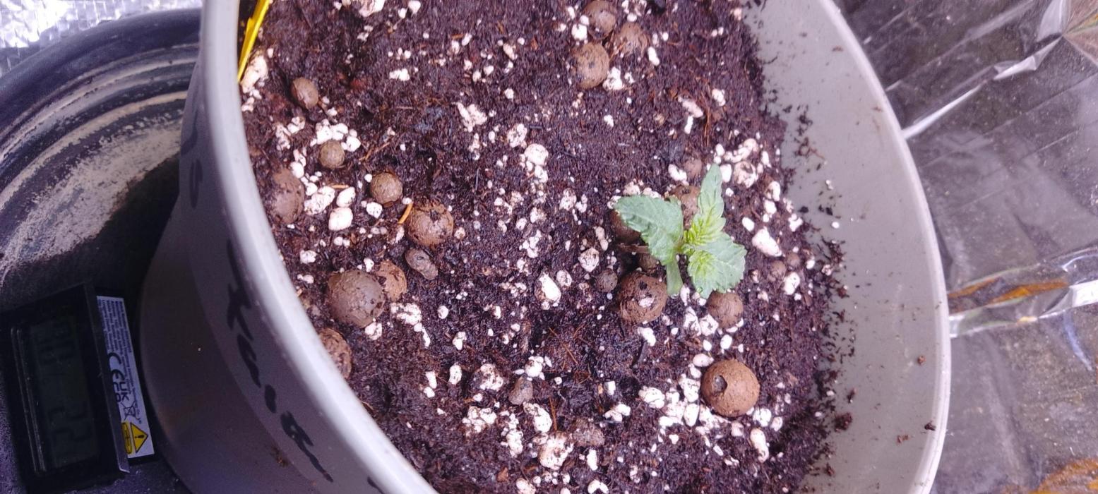 EAZZZy grow. Week 2 - Umgetopft in 7.5l 
Floraland light mix
Neudorf coco
Neudorf wurzelaktivator
