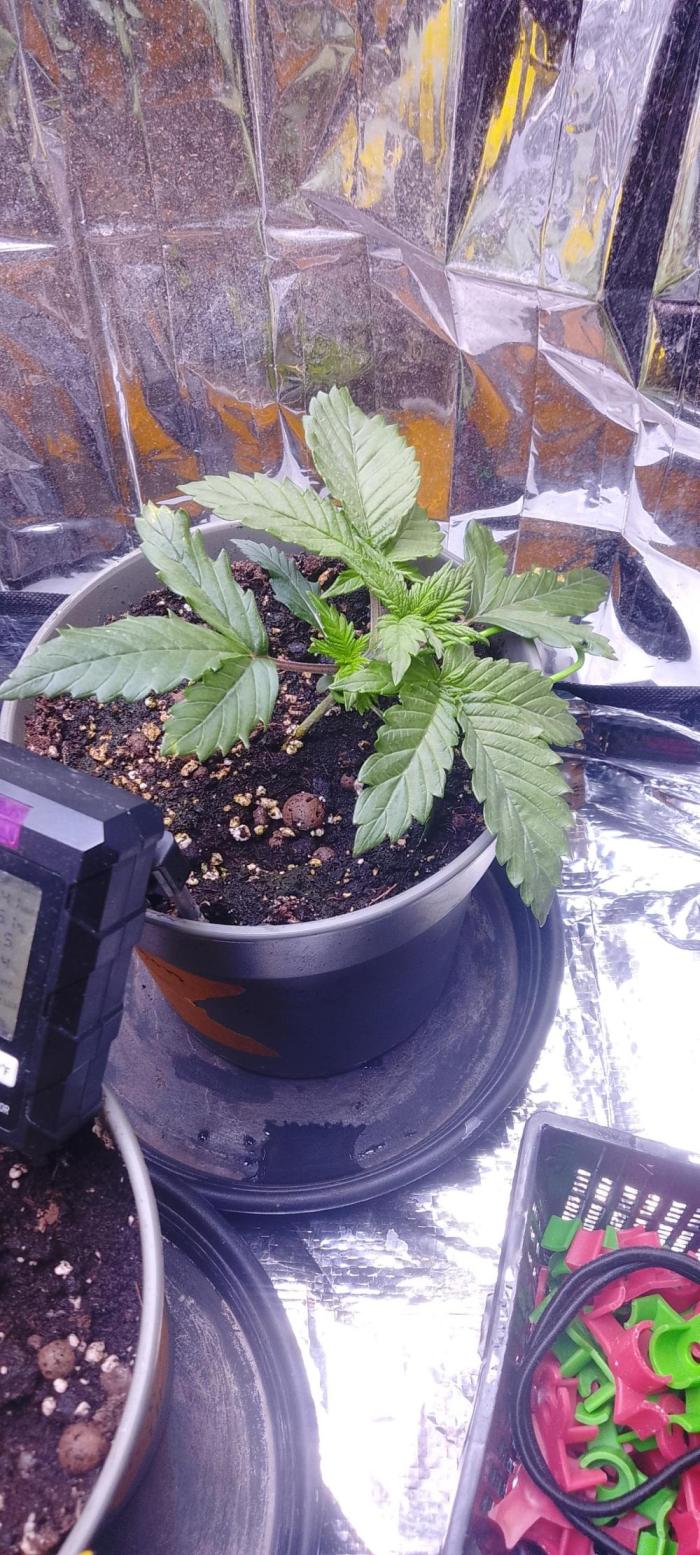 Special Lemon haze. Week 5 - Angfangen mit hesi dungeschema
Lampe 50 cm Abstand 100w