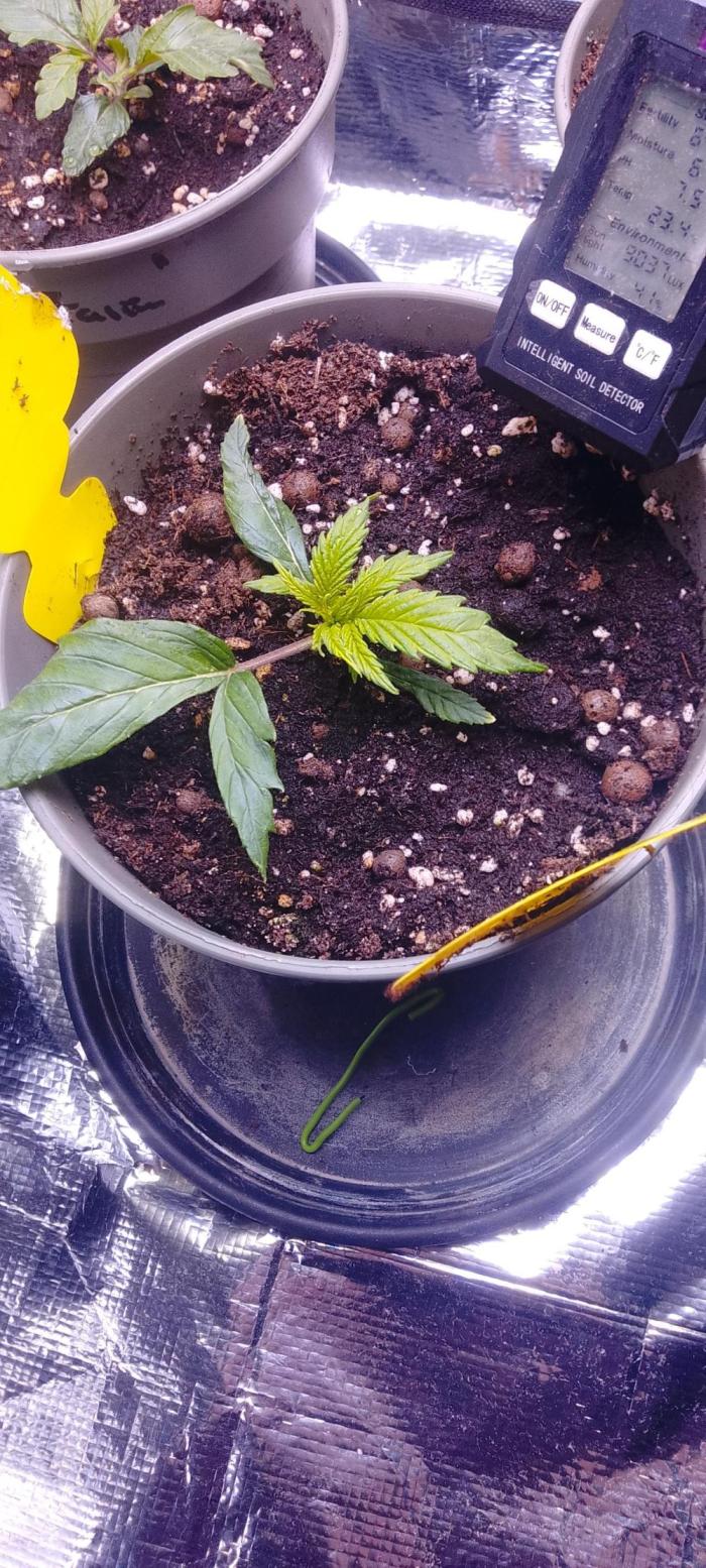 Northern Lights. Week 3 - Angefangen mit hesi Schema 
