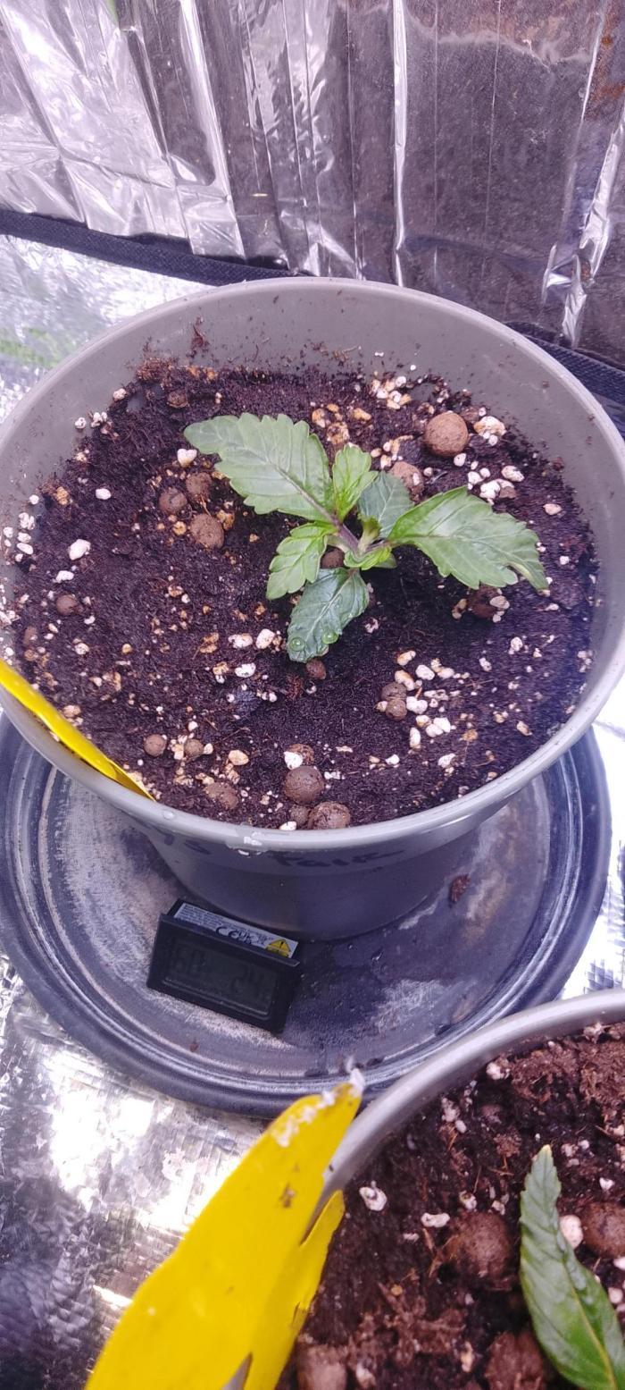 EAZZZy grow. Week 3 - Angefangen mit hesi Schema düngen 