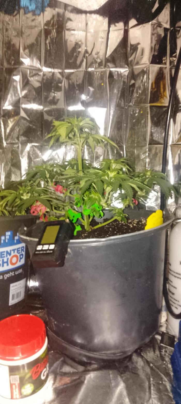 Special Lemon haze. Week 7 - Weiter nach hesi Schema ?! 
+Neemöl 