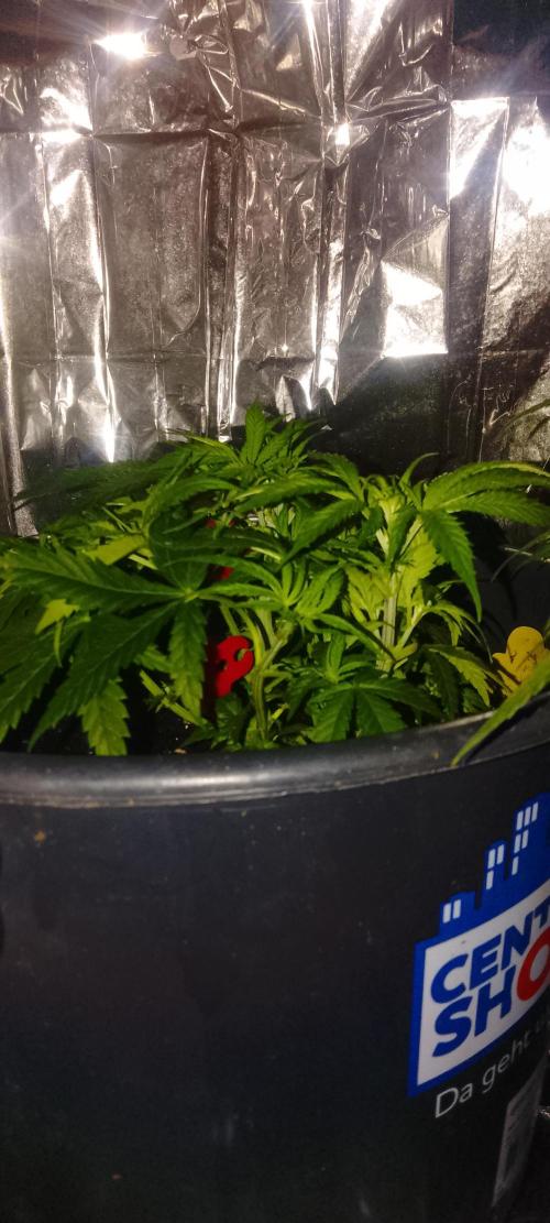 Northern Lights. Week 6 - Weiter nach hesi Schema 