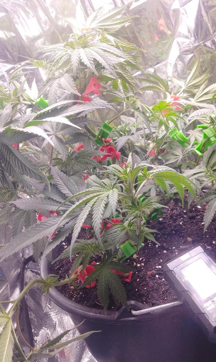 Special Lemon haze. Week 9