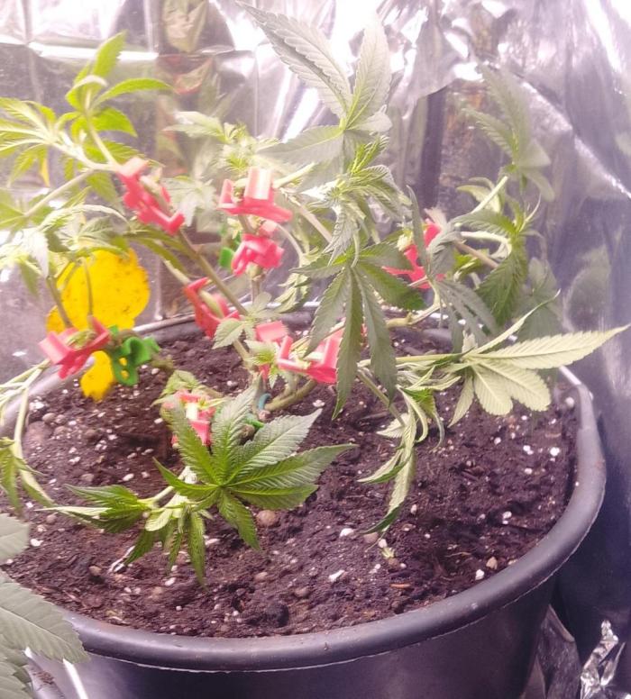 Northern Lights. Week 9