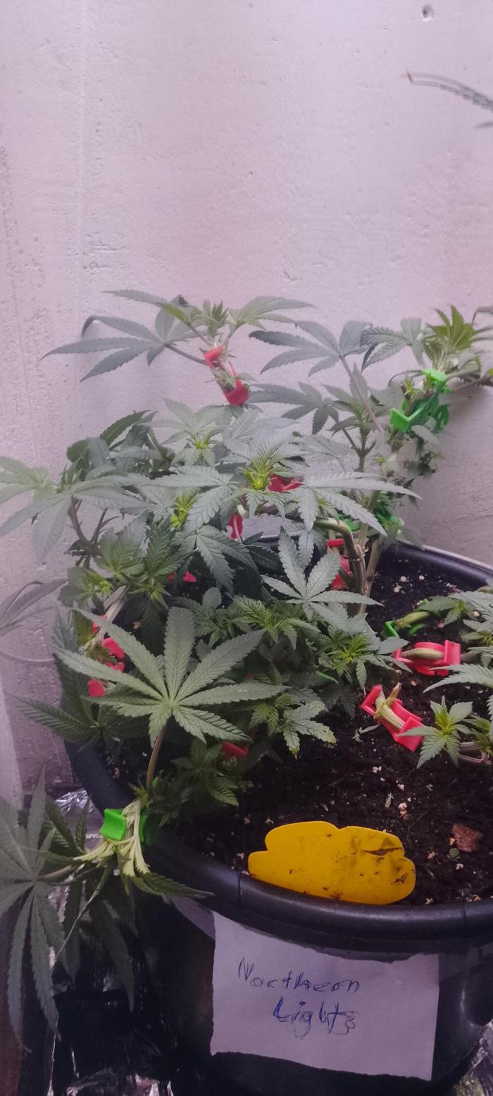 Northern Lights. Week 10