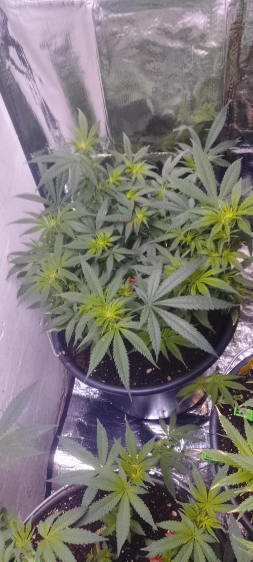 Special Lemon haze. Week 10