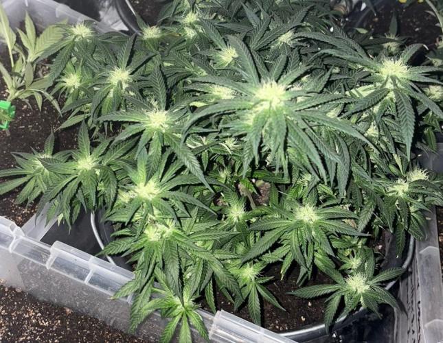 Special Lemon haze. Week 14