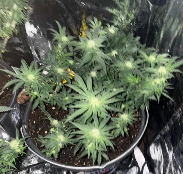 Northern Lights. Week 13