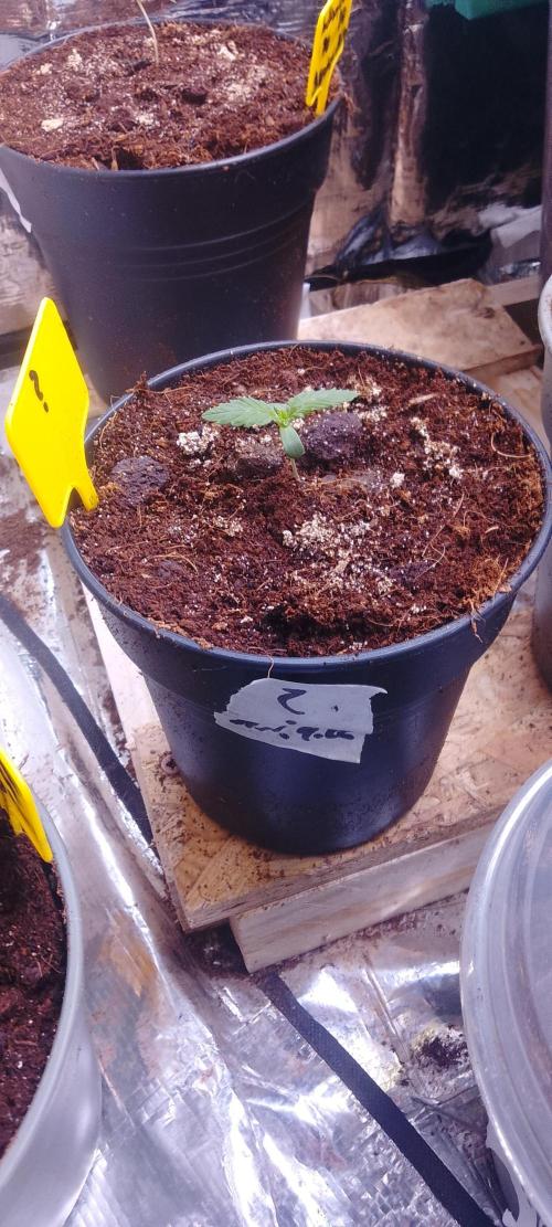 Mix indoor Grow. Week 1