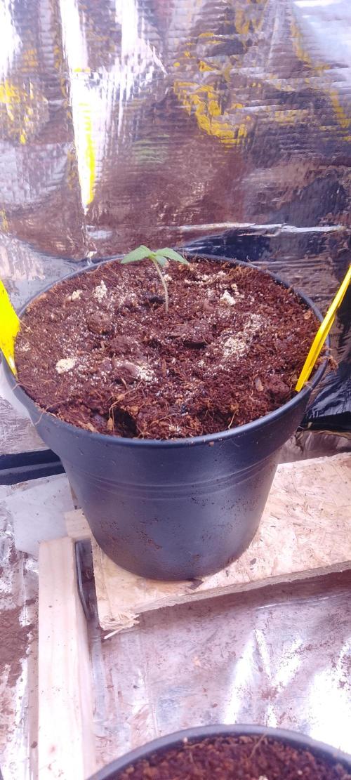 Mix indoor Grow. Week 1