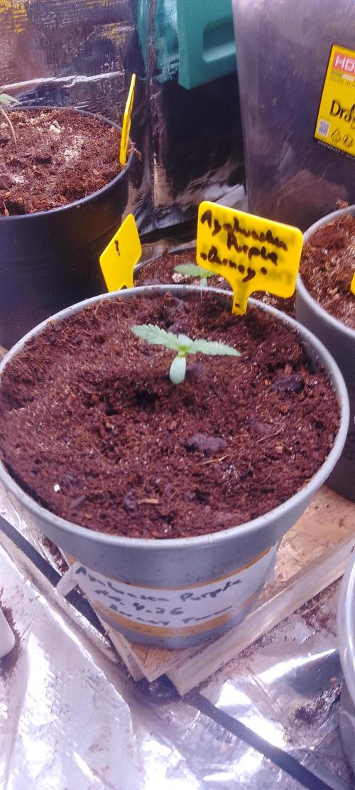 Mix indoor Grow. Week 1