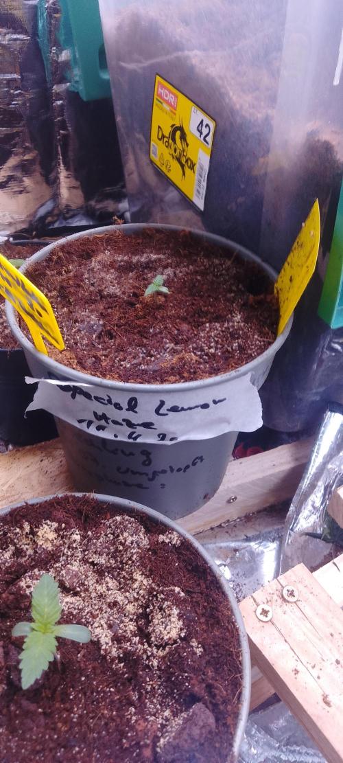 Mix indoor Grow. Week 1