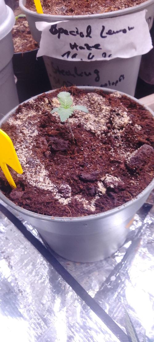 Mix indoor Grow. Week 1