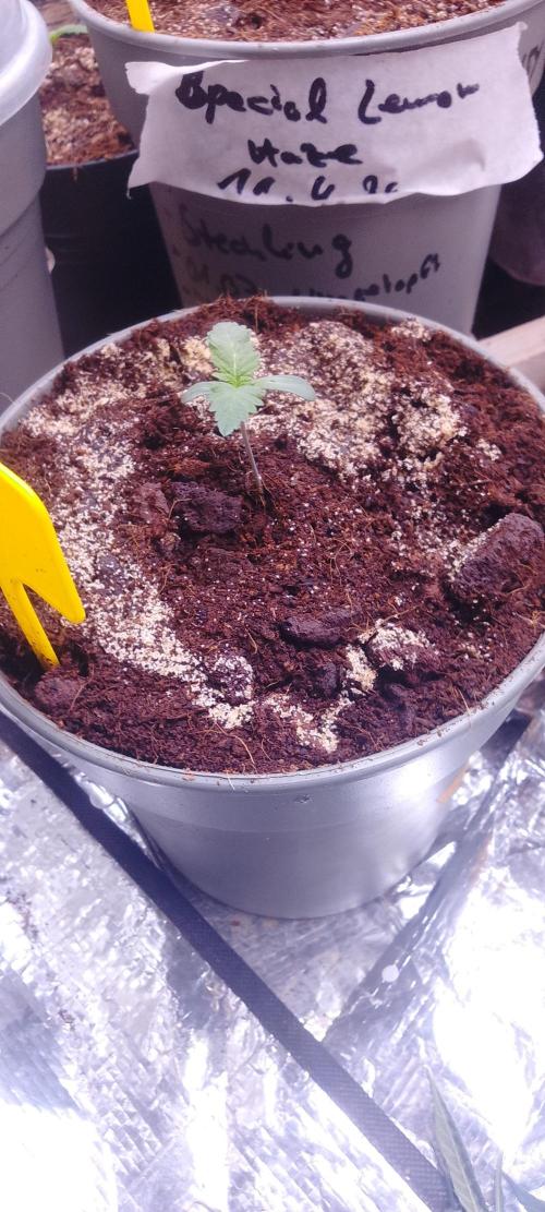Mix indoor Grow. Week 1