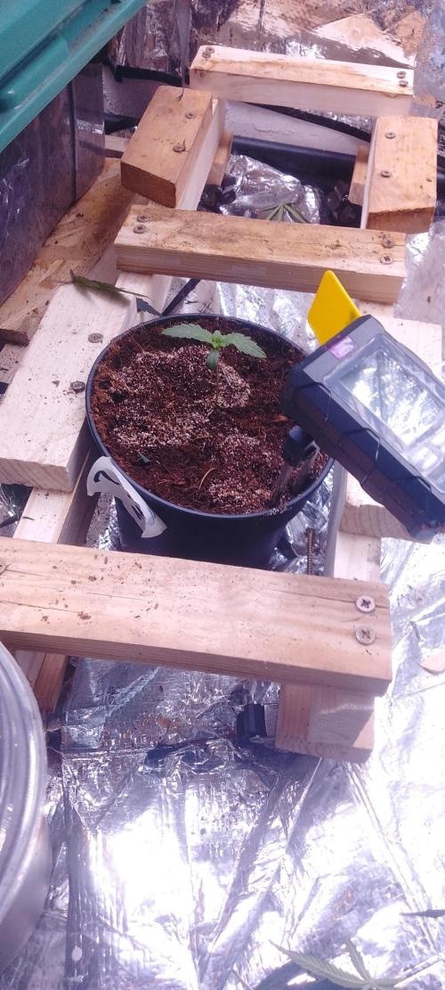 Mix indoor Grow. Week 1