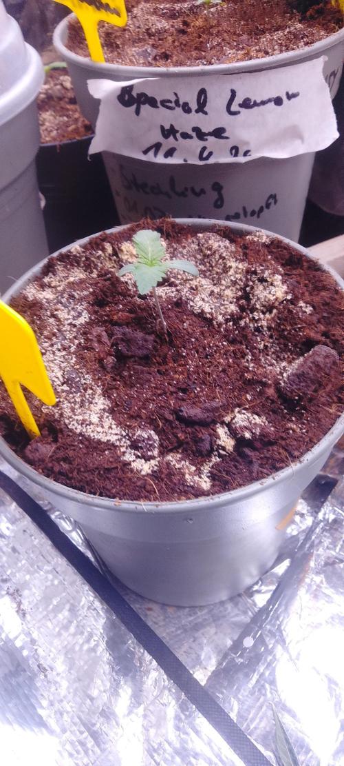 Mix indoor Grow. Week 1