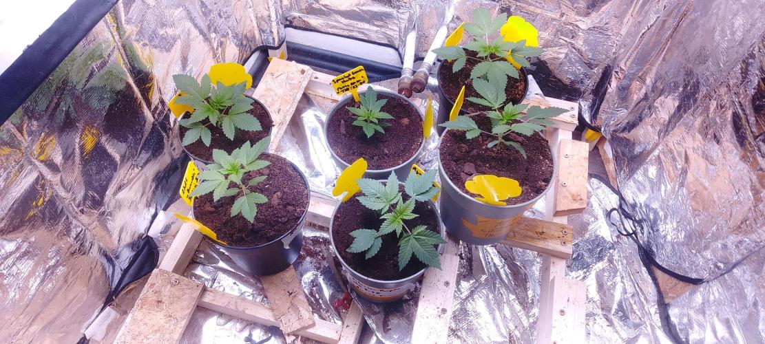 Mix indoor Grow. Week 2