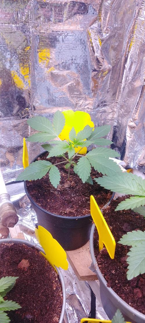 Mix indoor Grow. Week 2