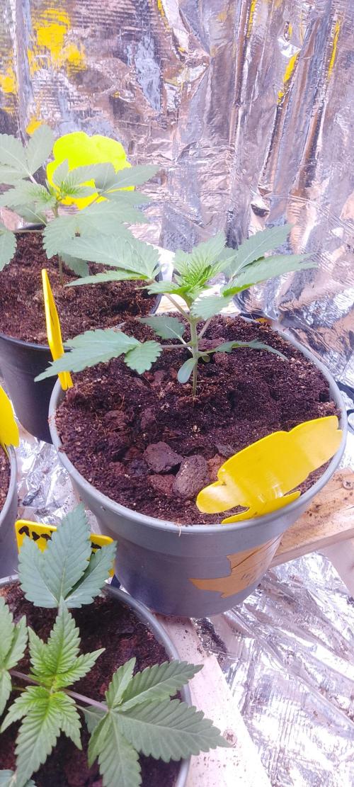 Mix indoor Grow. Week 2