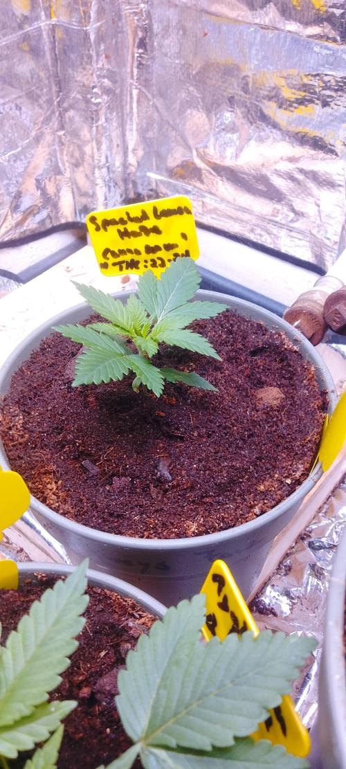 Mix indoor Grow. Week 2
