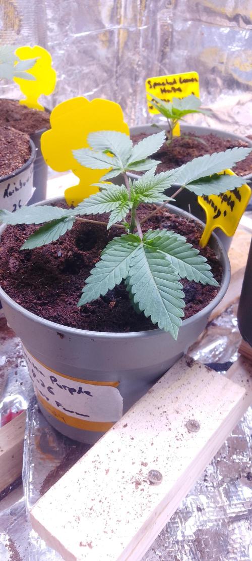 Mix indoor Grow. Week 2