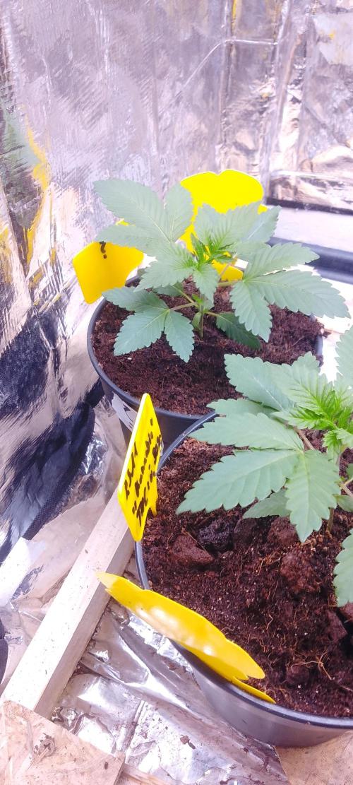 Mix indoor Grow. Week 2